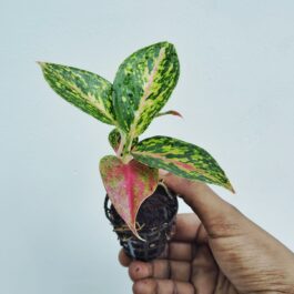 Aglaonema ‘bleeding angel heart’ (small single plant)