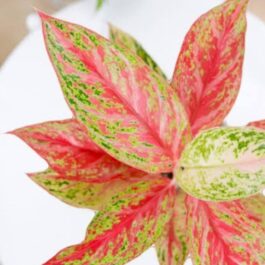 Aglaonema ‘bleeding angel heart’ (small single plant)
