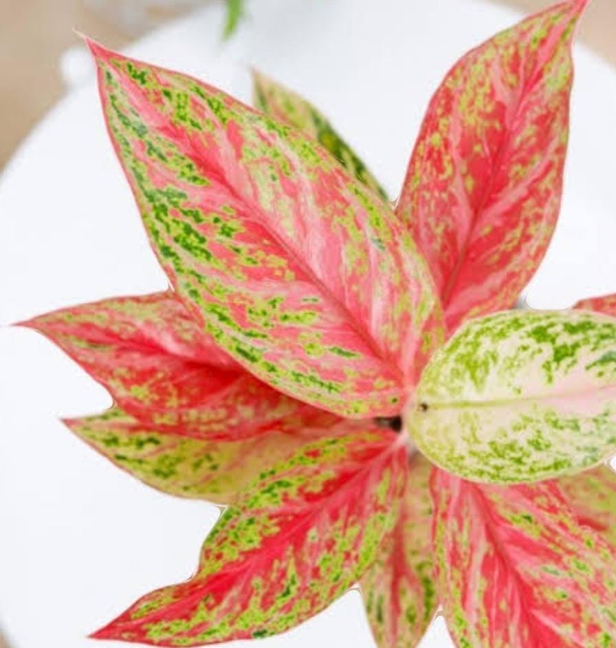 Aglaonema 'bleeding angel heart' (small single plant)