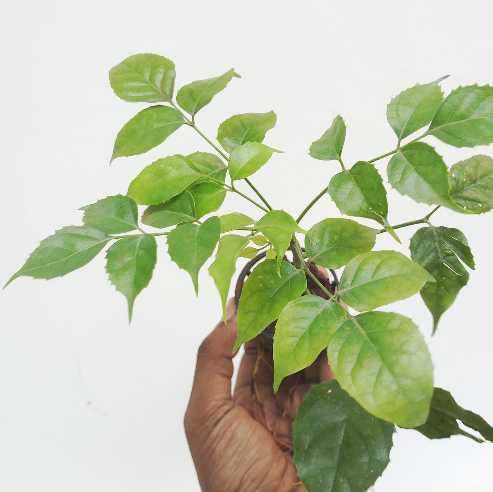 China doll plant (small single plant) - Image 5