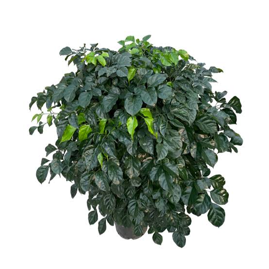 China doll plant (small single plant) - Image 4