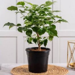 China doll plant (small single plant)