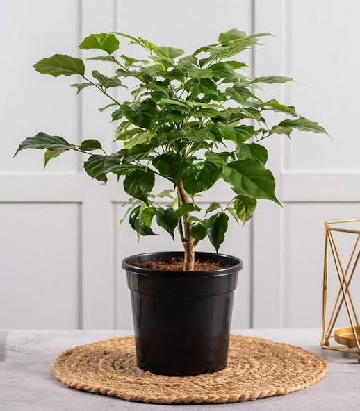 China doll plant (small single plant)