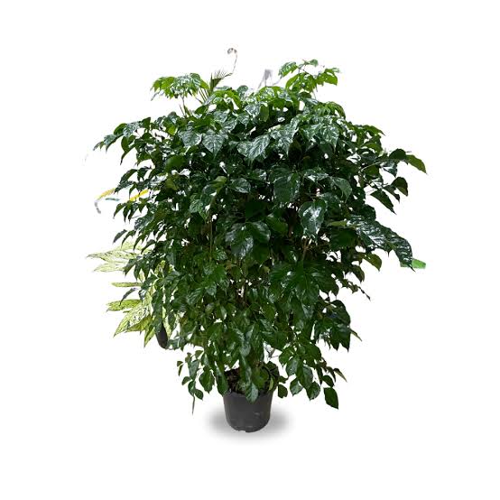 China doll plant (small single plant) - Image 3