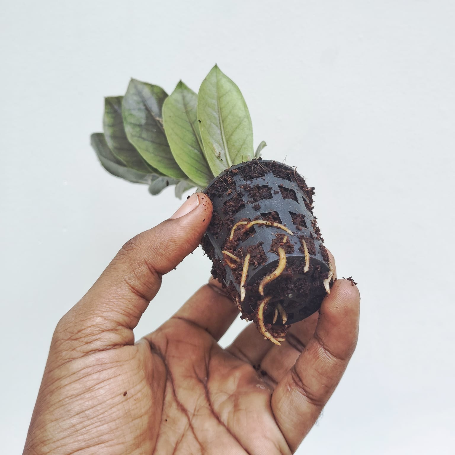 Black ZZ plant (small single plant) - Image 5