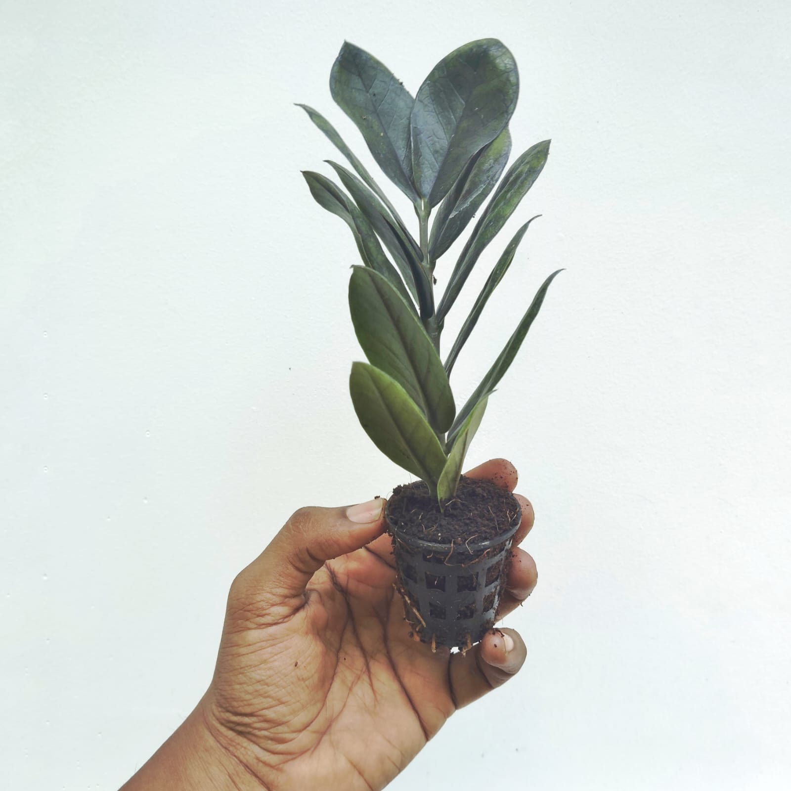 Black ZZ plant (small single plant) - Image 6