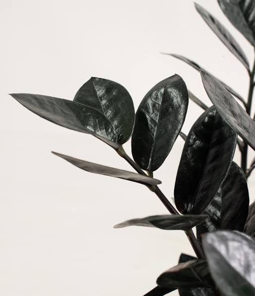 Black ZZ plant (small single plant) - Image 3