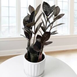 Black ZZ plant (small single plant)