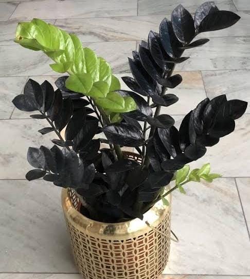 Black ZZ plant (small single plant) - Image 4