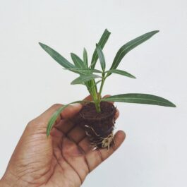 Small single plant net pot- Dwarf Arali/ oleander dwarf- (mixed colors/unknown colors)