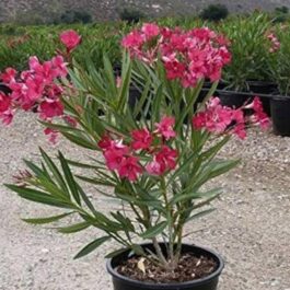 Small single plant net pot- Dwarf Arali/ oleander dwarf- (mixed colors/unknown colors)