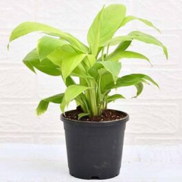 Small net pot sized- Golden peace lily (single plant)