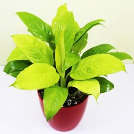 Small net pot sized- Golden peace lily (single plant)