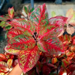 Aglaonema red stardust (medium sized single plant)