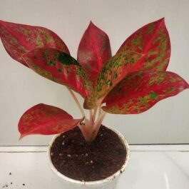 Aglaonema red stardust (medium sized single plant)