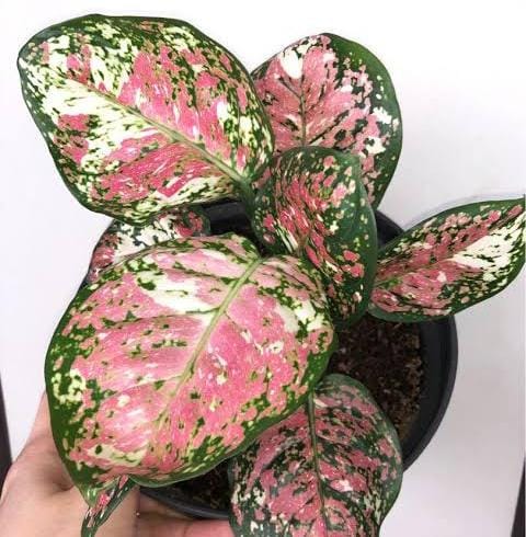 Aglaonema Tricolor (large single plant) - Image 4