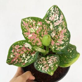 Aglaonema Tricolor (large single plant)