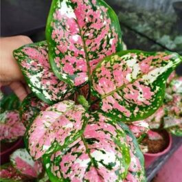 Aglaonema Tricolor (large single plant)