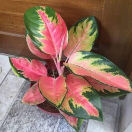 Aglaonema Cochin Peach (large single plant)