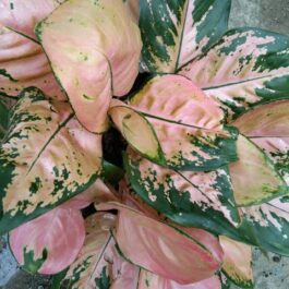 Aglaonema Cochin Peach (large single plant)