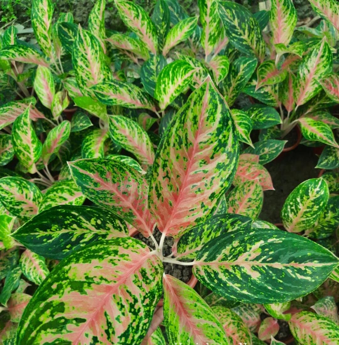 Aglaonema Red Peacock (large single plant) - Image 3