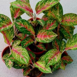Aglaonema Red Peacock (large single plant)