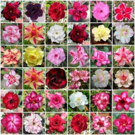 Adenium Multipetal Mix Varieties (3 different plant combo)