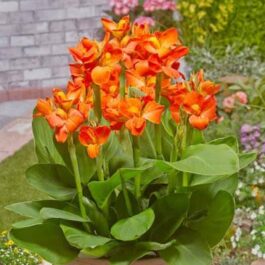 Dwarf canna lily- reedish orange(plant clump)
