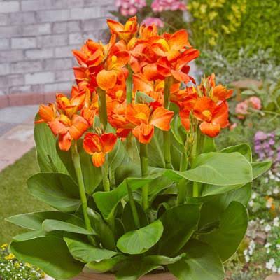 Dwarf canna lily- reedish orange(plant clump) - Image 2