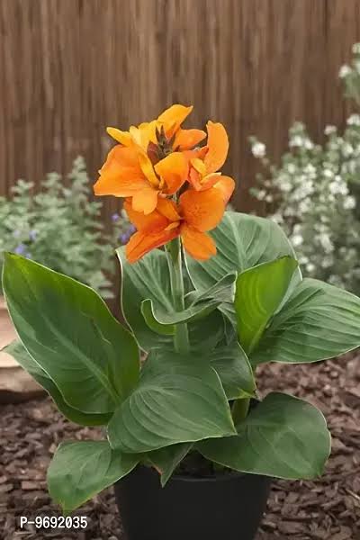 Dwarf canna lily- reedish orange(plant clump) - Image 3