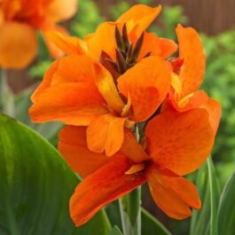 Dwarf canna lily- reedish orange(plant clump)