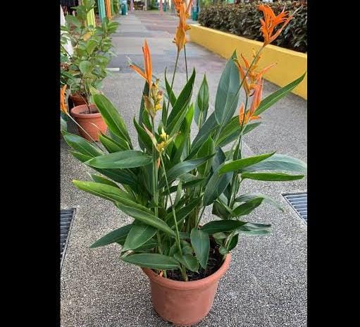 Heliconia American Dwarf-orange (plant clump) - Image 3