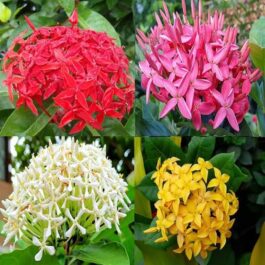 Ixora (well rooted 3 different varieties)
