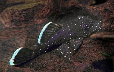 Starlight pleco ( 3 pcs) - Image 3