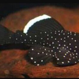 Starlight pleco ( 3 pcs)