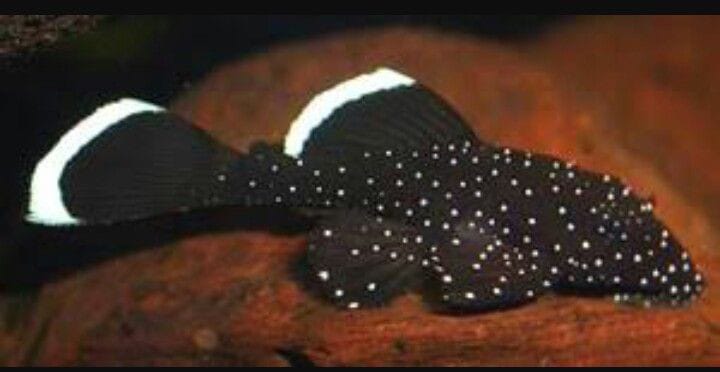 Starlight pleco ( 3 pcs) - Image 2