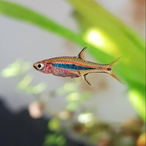 Least Rasbora (6 pcs) - Image 3