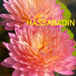 Hassabadin waterlily ( tropical, 365 days bloomer)