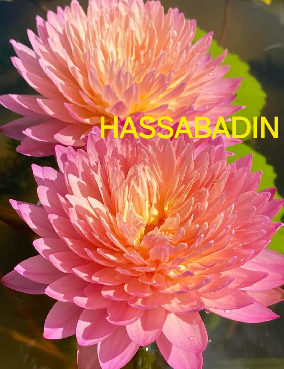 Hassabadin waterlily ( tropical, 365 days bloomer)