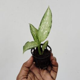 Aglaonema udom sab (single plant pot)