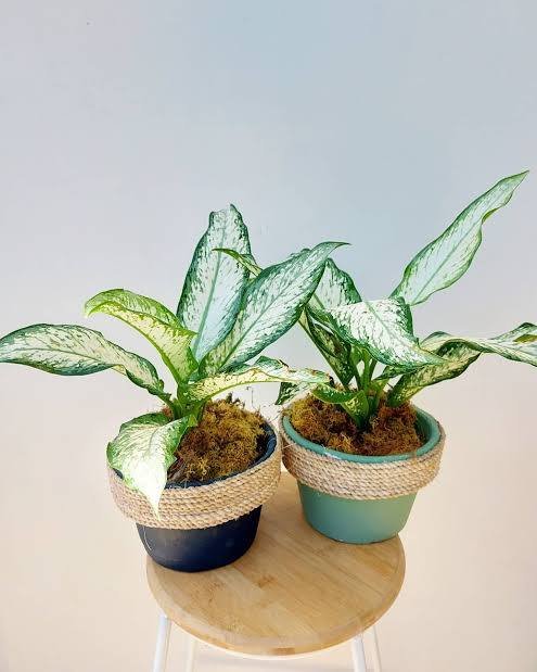 Aglaonema udom sab (single plant pot) - Image 4