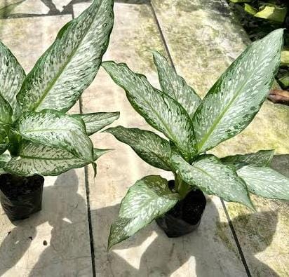 Aglaonema udom sab (single plant pot) - Image 3