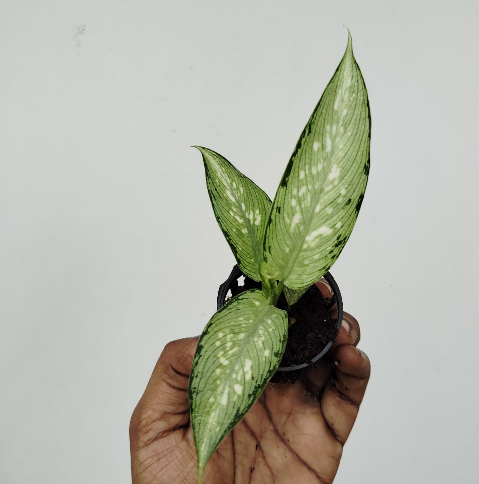 Aglaonema udom sab (single plant pot) - Image 5
