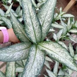 Aglaonema udom sab (single plant pot)