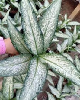 Aglaonema udom sab (single plant pot)