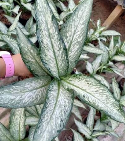 Aglaonema udom sab (single plant pot) - Image 2