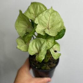 Syngonium Yami Red round leaf