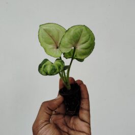 Syngonium Yami Red round leaf
