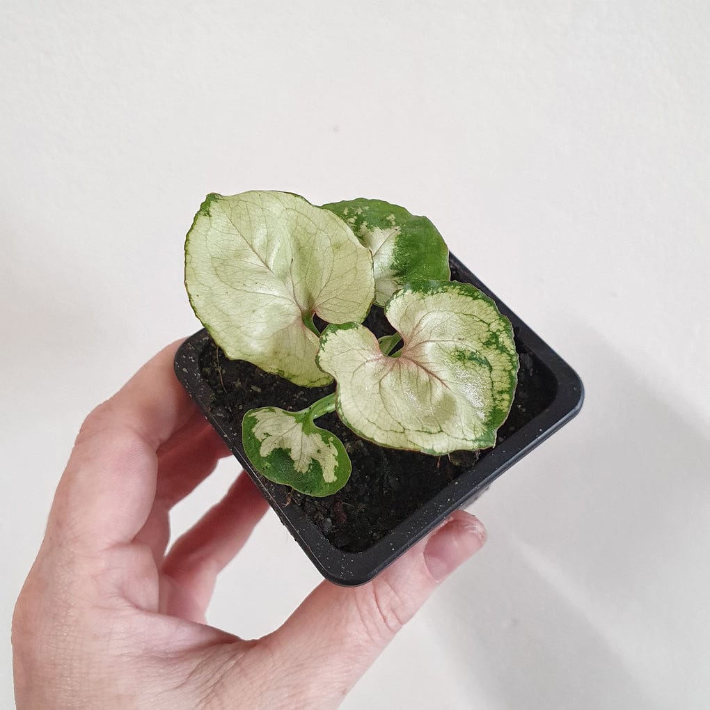 Syngonium Yami Red round leaf - Image 4