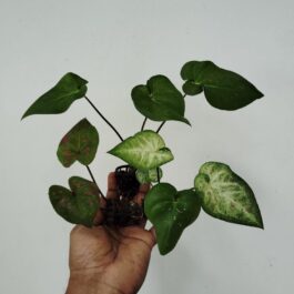 Assorted caladiums ( 2 plant varieties)